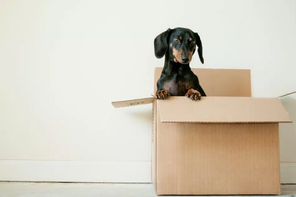 chien dans un carton