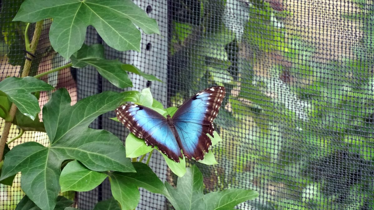 Un moment de pure magie en famille : explorer une serre à papillons en Normandie !