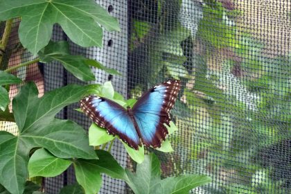 Un moment de pure magie en famille : explorer une serre à papillons en Normandie !