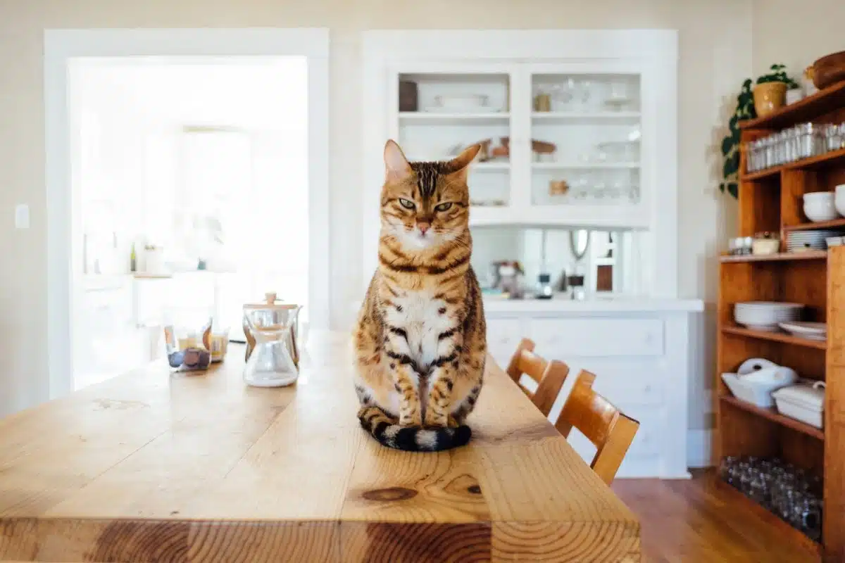 Comprendre le langage corporel de votre chat : les secrets de la communication féline