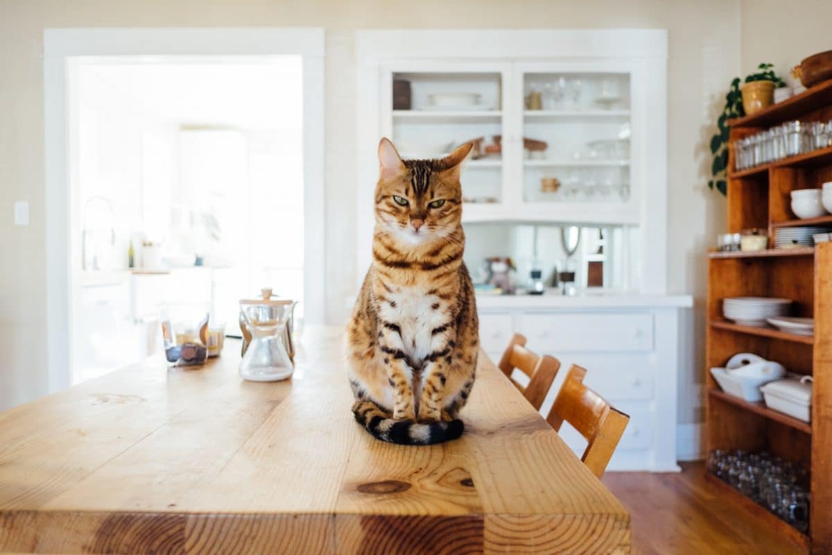Comprendre le langage corporel de votre chat : les secrets de la communication féline