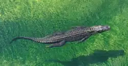 crocodile in body of water