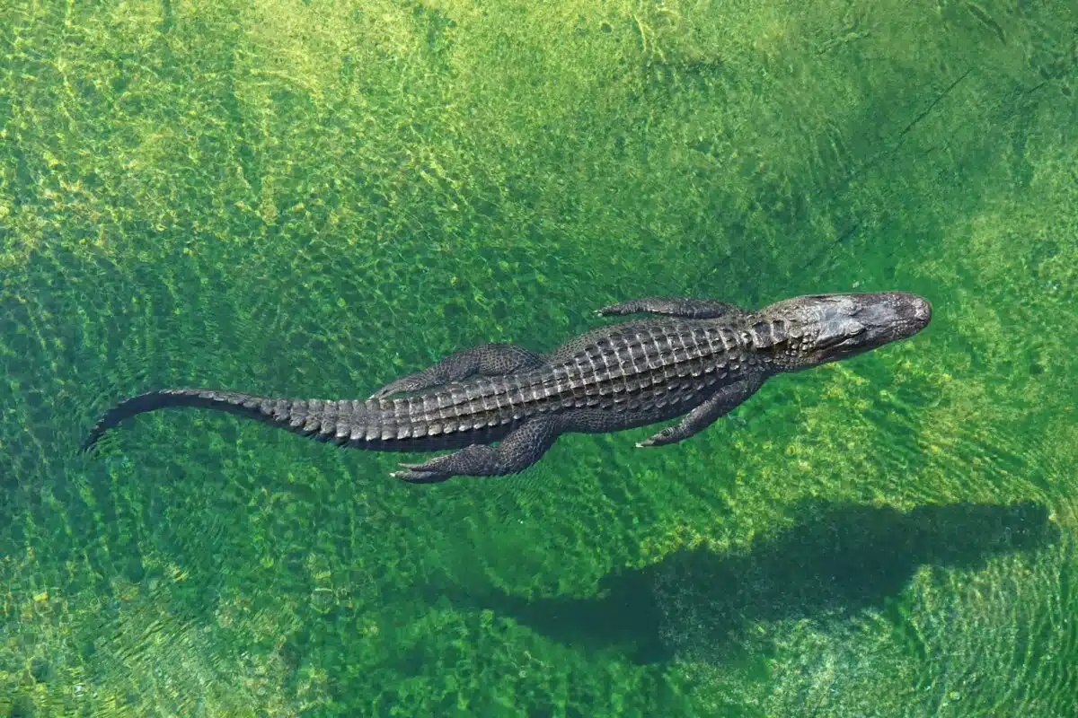 La vitesse impressionnante du crocodile : un prédateur redoutable !