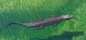 La vitesse impressionnante du crocodile : un prédateur redoutable !