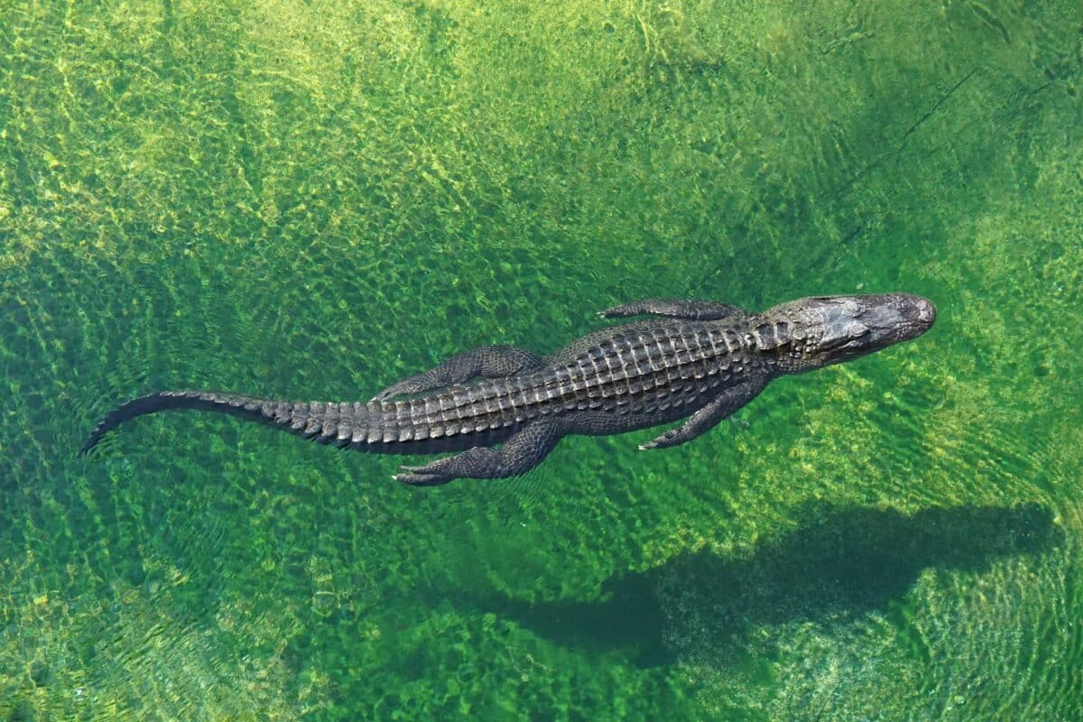 La vitesse impressionnante du crocodile : un prédateur redoutable !